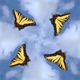 bkbutterfly5.jpg