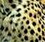 leopard_23.gif
