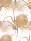 bgorangespider.jpg