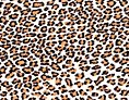 leopard4.jpg