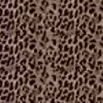 leopard442.jpg