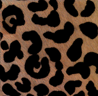leopard6.gif