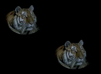 tiger-heads.jpg