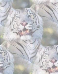 tigers-white.jpg