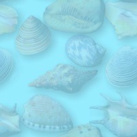powdblu-seashells.jpg