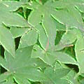 Green-02.jpg