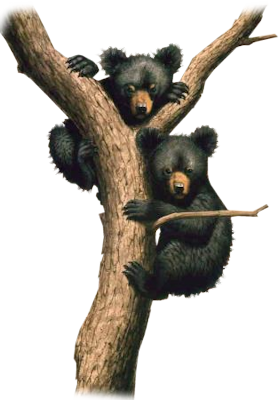 Bear-Cubs