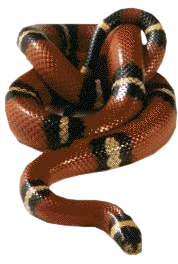 Snake