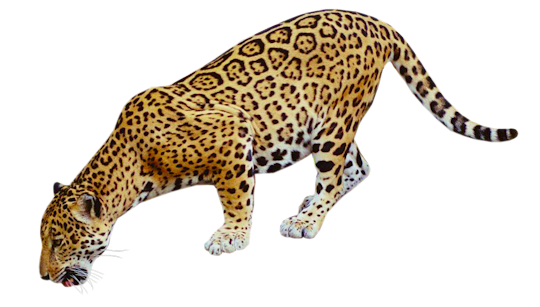 clip art jaguar - photo #19