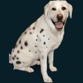 cats-dogs-02.png