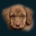 cats-dogs-03.png