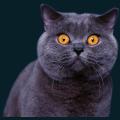 cats-dogs-07.png