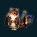 cats-dogs-17.png