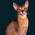 cats-dogs-25.png