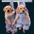 cats-dogs-26.png