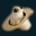cats-dogs-28.png