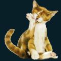 cats-dogs-29.png