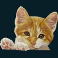 cats-dogs-30.png