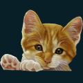 cats-dogs-31.png