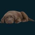 cats-dogs-32.png
