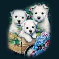 cats-dogs-34.png