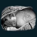 cats-dogs-38.png