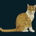 cats-dogs-44.png