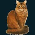 cats-dogs-46.png