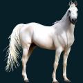Arabian-Horse.png