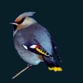 Bird-Blue.png