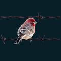 Bird-On-BarbedWire.png