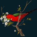 Blossom-Bird.png