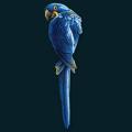 Blue-Parrot.png