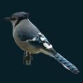 Bluejay.png