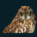 Brown-Owl.png