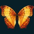 Butterfly-Big.png
