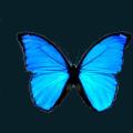 Butterfly-Blue.png