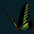 Butterfly-Green2.png