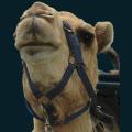 Camel-Face.png