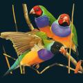Colorful-Birds.png