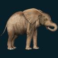 Elephant-Baby2.png