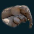 Elephants-MomBaby.png