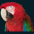 Exotic-Parrot.png