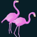 Flamingos.png