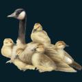 Goose-and-Babies.png