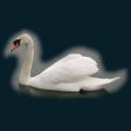 Grey-Mist-Swan.png