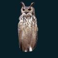 Hoot-Owl.png