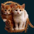 Kittens-Chair.png