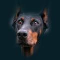 Misted-Doberman.png