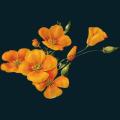 Orange-Wildflowers.png
